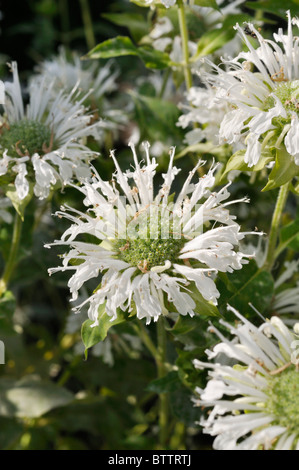 Scarlet bee balm (monarda didyma 'schneewittchen') Foto Stock