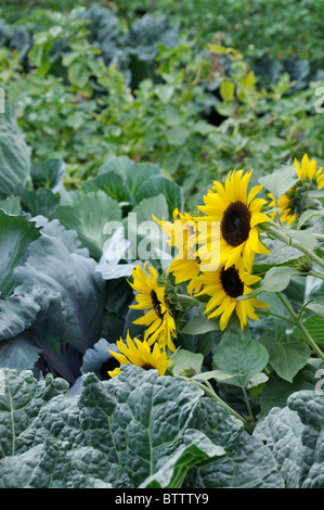 Comune di girasole (Helianthus annuus) in un orto Foto Stock