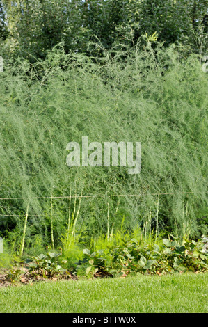 Asparagus officinalis Foto Stock