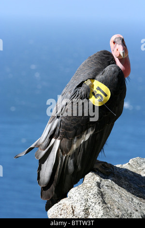 California Condor (Gymnogyps californianus) arroccata su una roccia con il mare in background Foto Stock