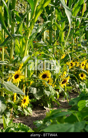 Comune di girasole (Helianthus annuus) e mais (Zea mays) Foto Stock