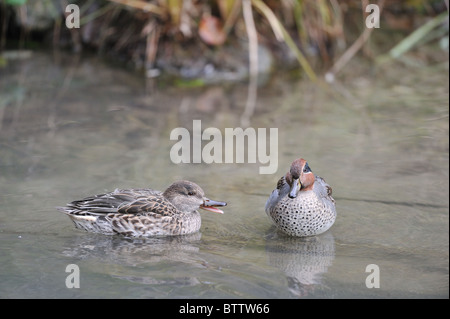 Comune di teal - Eurasian teal - verde-winged teal (Anas crecca) coppia in piedi in acqua poco profonda Foto Stock