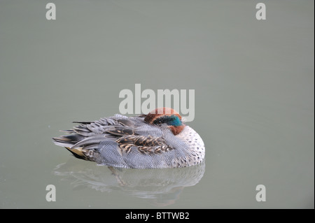 Comune di teal - Eurasian teal - verde-winged teal (Anas crecca) drake in appoggio su acqua in autunno Foto Stock