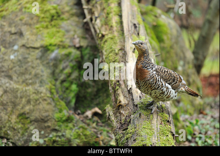 Gallo cedrone occidentale - Comune di gallo cedrone - Eurasian gallo cedrone (Tetrao urogallus, Tetrao major) femmina Foto Stock