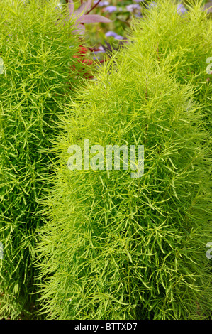 Estate cypress (bassia scoparia syn. kochia scoparia) Foto Stock