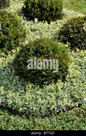 Cipresso Hinoki (Chamaecyparis ottusa 'Nana gracilis') e superriduttore invernale (Euonymus fortunei var. Radicans 'Emerald Gaiety') Foto Stock