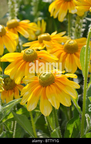 Black-eyed susan (rudbeckia hirta "prairie sun") Foto Stock