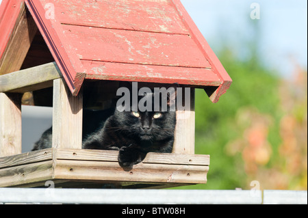 Domestico gatto nero in seduta in attesa in un uccello alimentazione di casa in una giornata di sole. Foto Stock