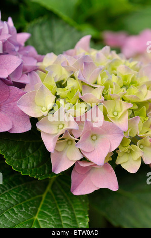 Big-lasciava ortensia (Hydrangea macrophylla) Foto Stock