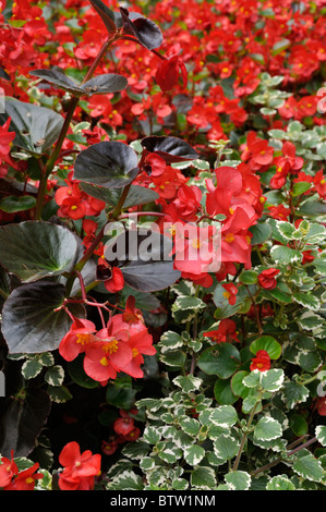 Begonia (begonia semperflorens) Foto Stock