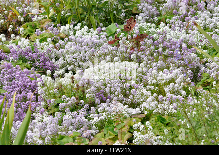 Sweet alyssum (Lobularia maritima) Foto Stock