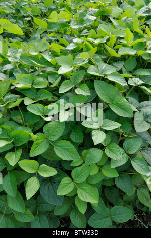 Semi di soia (Glycine max) Foto Stock