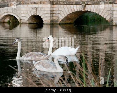 Cigni al ponte Palladin, in Stowe giardini paesaggistici e Buckingham, Bucks, Regno Unito Foto Stock