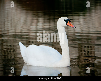 Cigni al ponte Palladin, in Stowe giardini paesaggistici e Buckingham, Bucks, Regno Unito Foto Stock