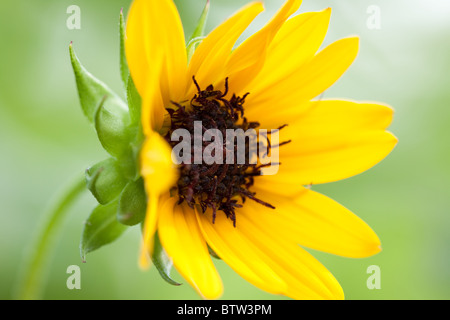 Dune di semi di girasole in Florida Foto Stock