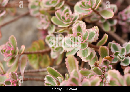 Due fila stonecrop (sedum spurium 'tricolore' syn. phedimus spurius 'fuldaglut') Foto Stock