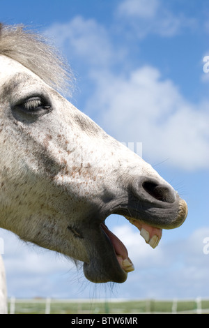 Pony Connemara insieme contro un bel cielo blu con la nuvola bianca. Egli è colline punteggiano grigio Foto Stock