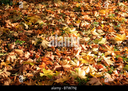 Diverso di acero colorato foglie sul terreno in autunno Foto Stock