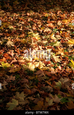 Diverso di acero colorato foglie sul terreno in autunno Foto Stock