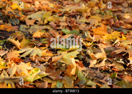 Diverso di acero colorato foglie sul terreno in autunno Foto Stock