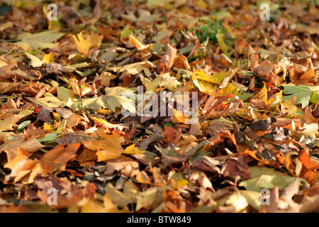 Diverso di acero colorato foglie sul terreno in autunno Foto Stock