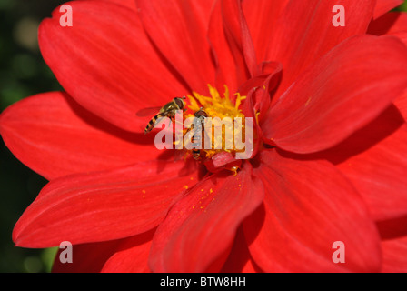Close up di un colore rosso brillante dahlia con api ronzio intorno ad esso Foto Stock