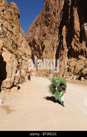 Signora che trasportano grandi quantità di fogliame sulla schiena del Todra Gorge, Tinerhir, Marocco Foto Stock