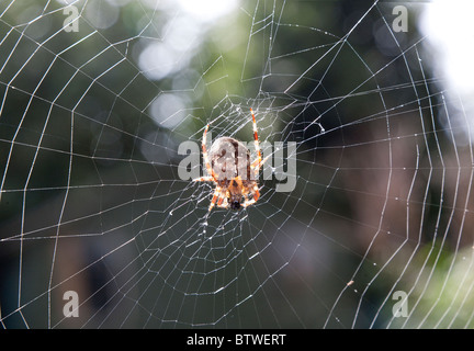 Giardino SPIDER ALIMENTAZIONE SU VOLA SUL WEB Foto Stock