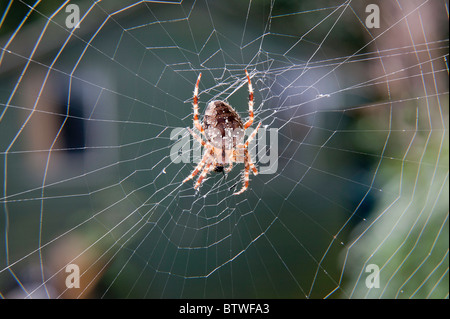 Giardino SPIDER ALIMENTAZIONE SU VOLA SUL WEB Foto Stock