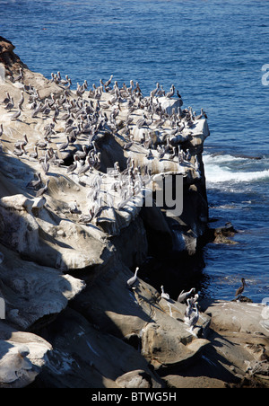 Pellicani sulla costa rocciosa vicino a La Jolla, California, Stati Uniti d'America. Foto Stock