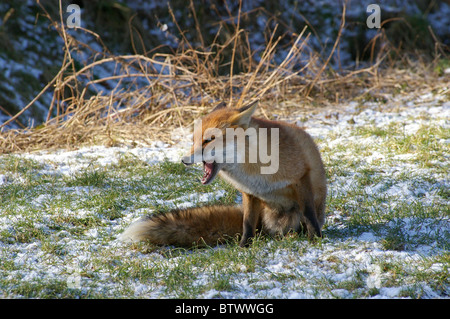 Red Fox in inglese inverno Foto Stock