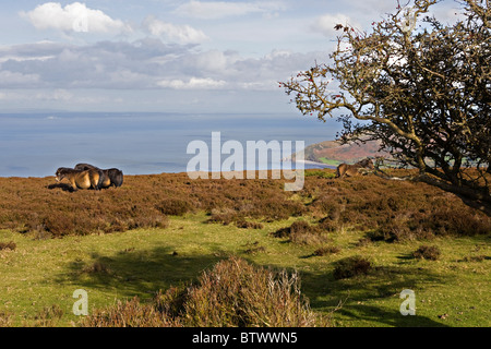 Exmoor pony, vicino a Porlock, Parco Nazionale di Exmoor, Somerset, Inghilterra Foto Stock