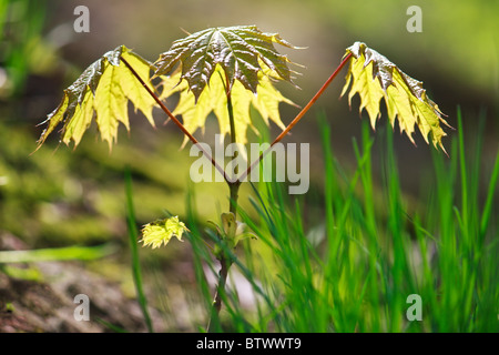 Crescendo giovane acero in primavera (Acer ptalonoides) Foto Stock