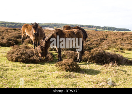 Exmoor pony, vicino a Porlock, Parco Nazionale di Exmoor, Somerset, Inghilterra Foto Stock