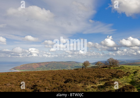 Exmoor pony, vicino a Porlock, Parco Nazionale di Exmoor, Somerset, Inghilterra Foto Stock