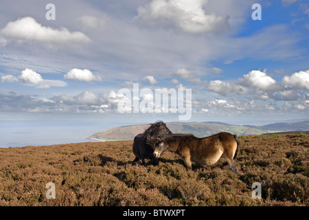 Exmoor pony, vicino a Porlock, Parco Nazionale di Exmoor, Somerset, Inghilterra Foto Stock