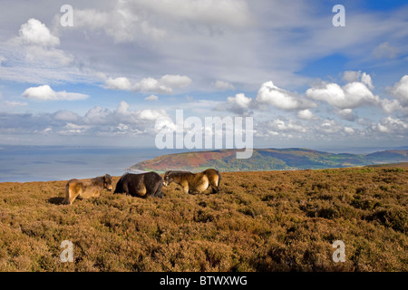 Exmoor pony, vicino a Porlock, Parco Nazionale di Exmoor, Somerset, Inghilterra Foto Stock