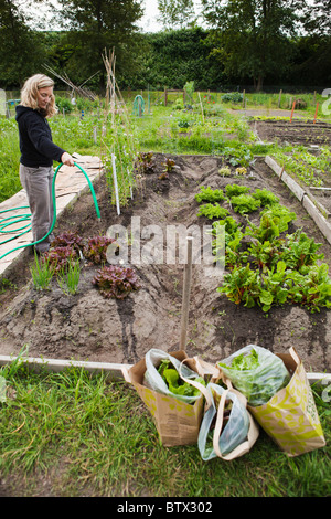 Donna innaffiando le sue Patch pisello garden nel sud di Seattle. Foto Stock