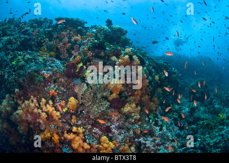 Colorati pesci di scogliera, Anthias sp., si nutrono di plancton al di sopra di una lussureggiante barriera corallina in Indonesia. Foto Stock
