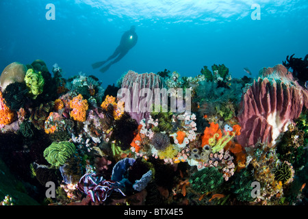 Un subacqueo nuota su un incredibilmente ricca barriera corallina dove coralli, spugne, crinoidi, e molto più competere per lo spazio. Foto Stock