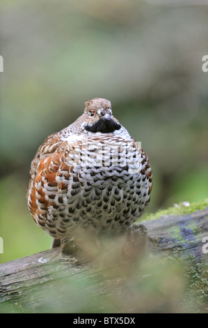 Francolino di monte - Comune hazelhen - Northern hazelhen (Bonasa bonasia - Tetrastes bonasia) maschio in piedi su un caduto albero morto Foto Stock