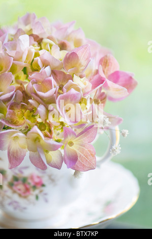 I fiori delle ortensie in Cina tazzina Foto Stock