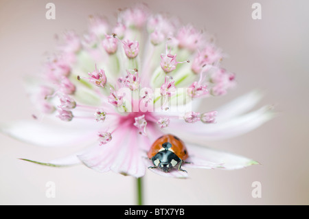 Coccinella septempunctata - Coccinella 7-punctata - 7-spot coccinella su un fiore Astrantia Foto Stock