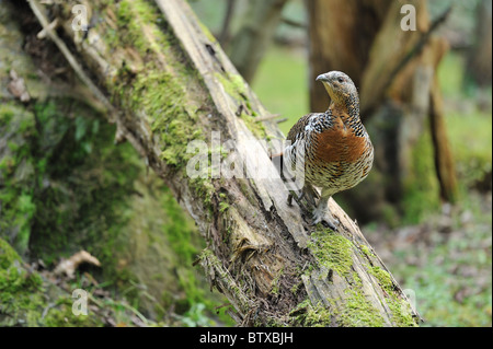 Gallo cedrone occidentale - Comune di gallo cedrone - Eurasian gallo cedrone (Tetrao urogallus, Tetrao major) femmina Foto Stock