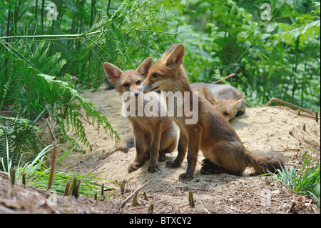 Rosso comune volpe (Vulpes vulpes) Tre cinque-mese-vecchio cubs appoggiato vicino al den in estate - Belgio Foto Stock