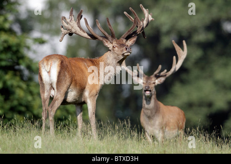 Il cervo (Cervus elaphus), due cervi, Germania Foto Stock