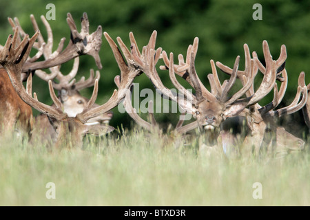 Il cervo (Cervus elaphus), allevamento di cervi in appoggio, Germania Foto Stock