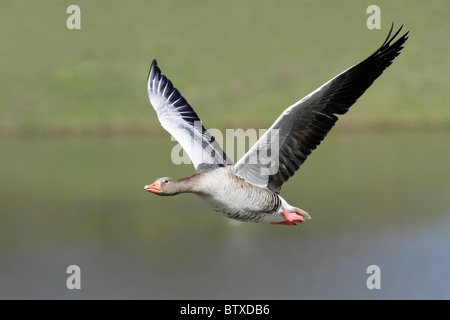 Graylag Goose (Anser anser), in volo, Germania Foto Stock