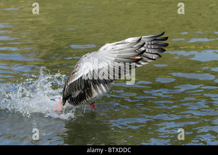 Graylag Goose (Anser anser), gander in tutta la superficie dell'acqua, visualizzazione a femmina durante la stagione riproduttiva, Germania Foto Stock