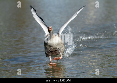 Graylag Goose (Anser anser), gander in tutta la superficie dell'acqua, visualizzazione a femmina durante la stagione riproduttiva, Germania Foto Stock